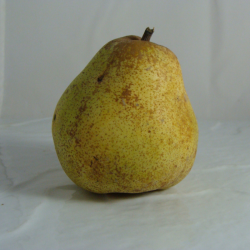 Poire Comice x 600g