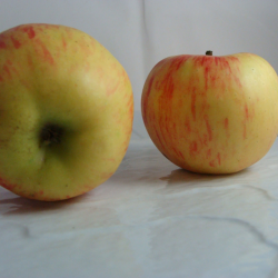 Pomme Elstar x 500g