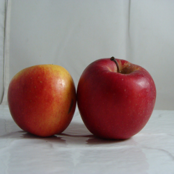 Pomme Gala x 1 kg