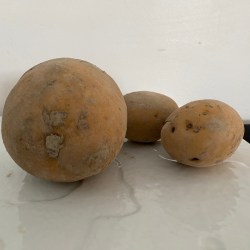 Pomme de terre Maiwen x 1kg