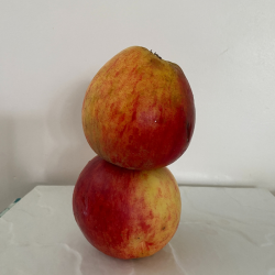 Pomme Initiale x 1 kg