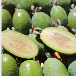 Feijoa X 250g